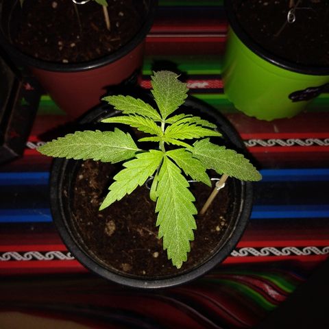 Top growlog timeline photo