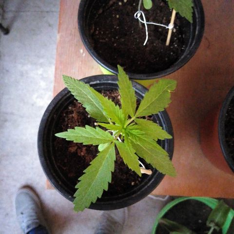 Top growlog timeline photo