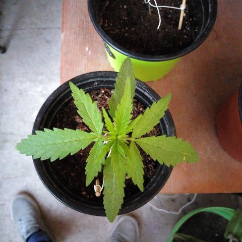 Top growlog timeline photo