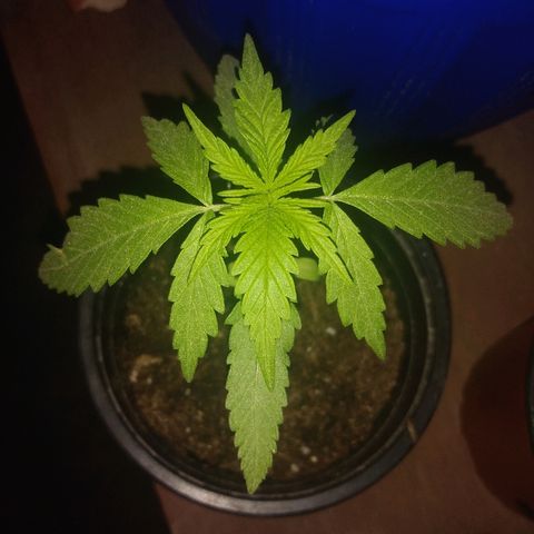 Top growlog timeline photo