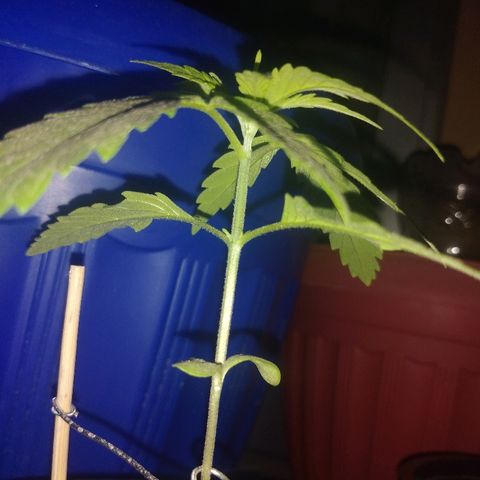 Top growlog timeline photo