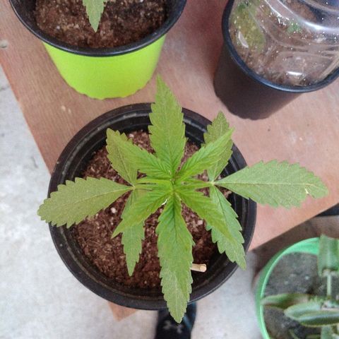 Top growlog timeline photo