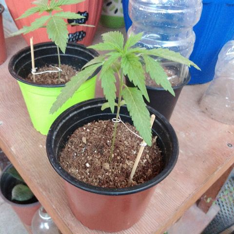 Top growlog timeline photo
