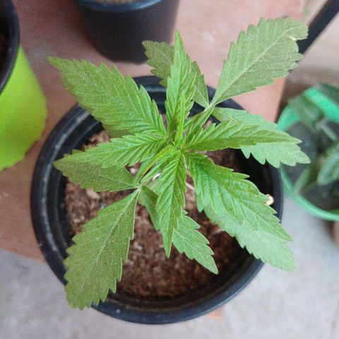 Top growlog timeline photo