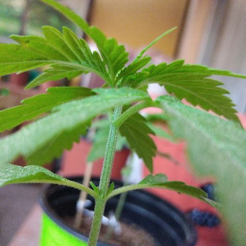 Top growlog timeline photo
