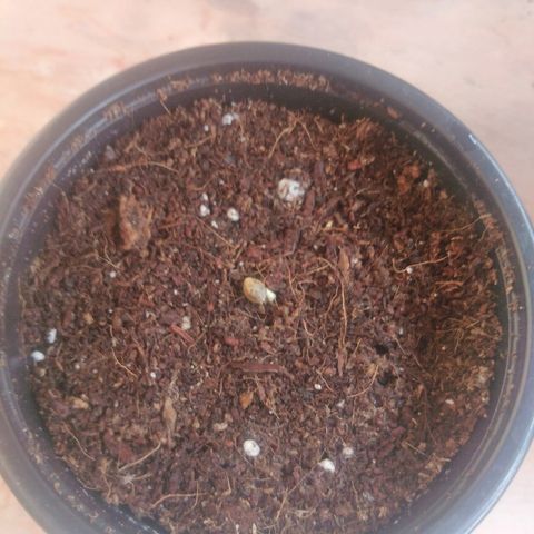 Chizu growlog timeline photo