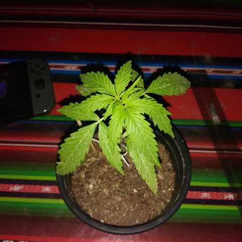 Top growlog timeline photo