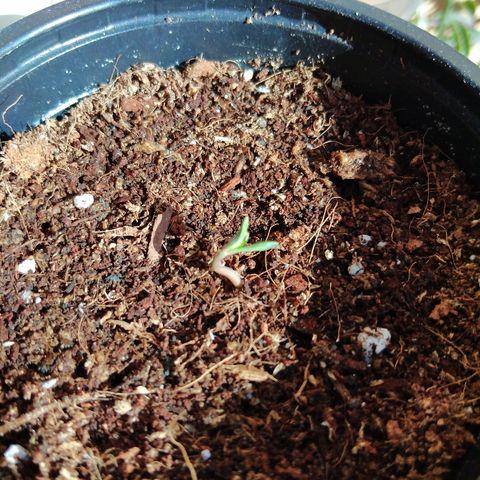 Chizu growlog timeline photo