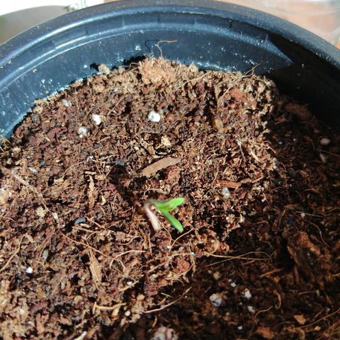 Chizu growlog timeline photo