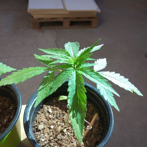 Top growlog timeline photo