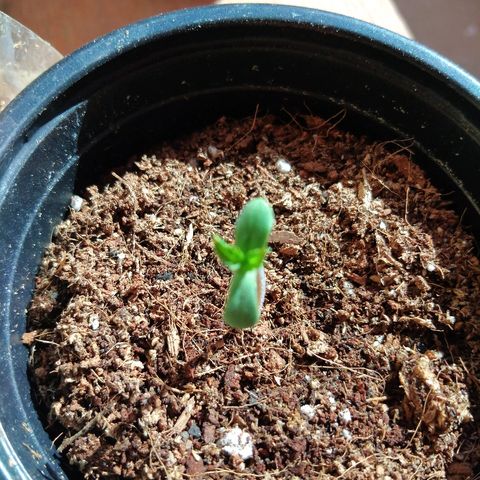 Chizu growlog timeline photo