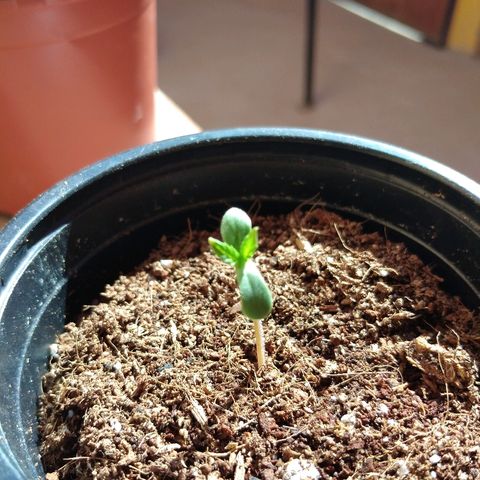 Chizu growlog timeline photo