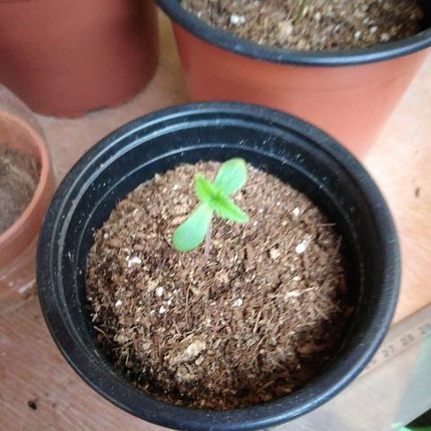 Chizu growlog timeline photo