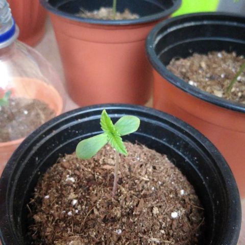 Chizu growlog timeline photo
