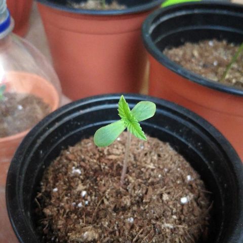 Chizu growlog timeline photo