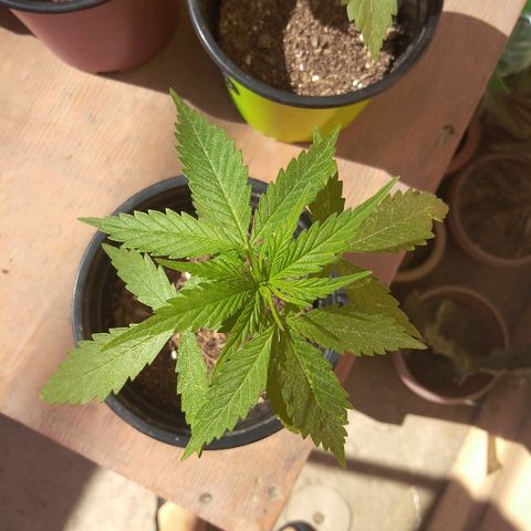 Top growlog timeline photo