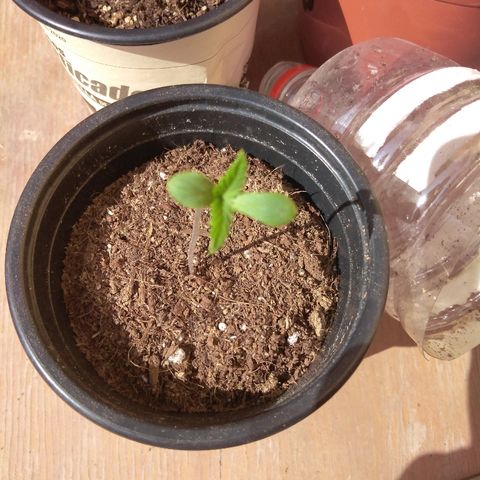 Chizu growlog timeline photo