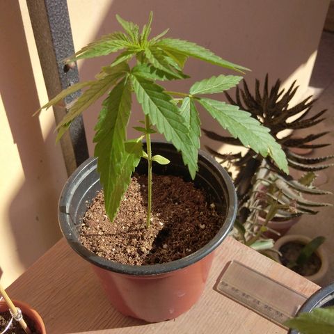 Top growlog timeline photo