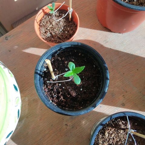 Chizu growlog timeline photo