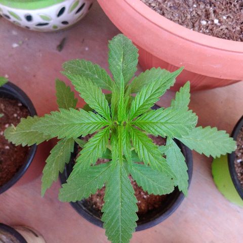 Top growlog timeline photo