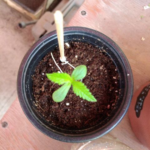 Chizu growlog timeline photo