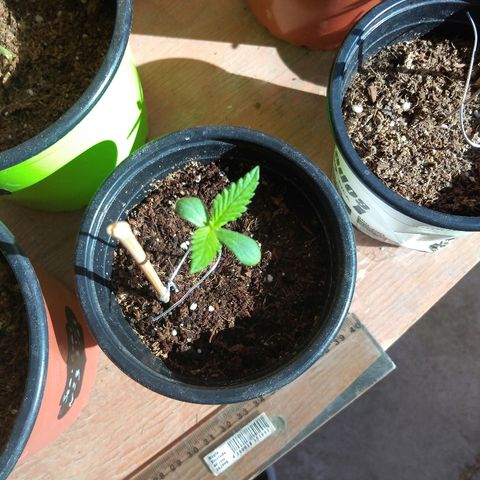 Chizu growlog timeline photo