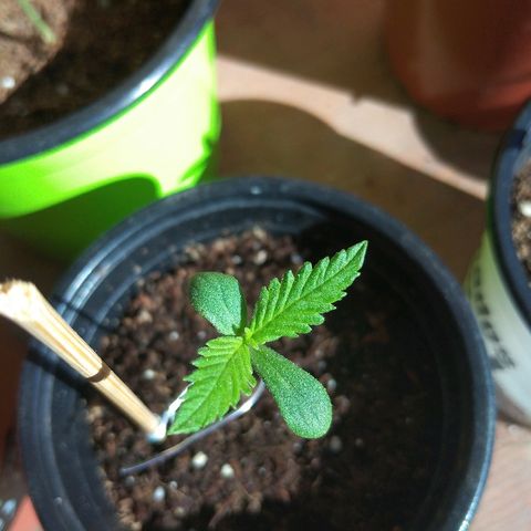 Chizu growlog timeline photo