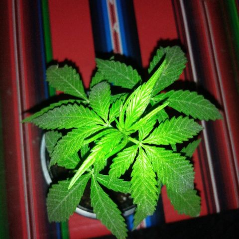 Top growlog timeline photo