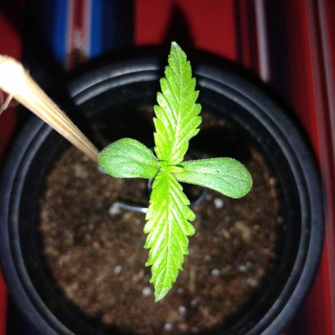 Chizu growlog timeline photo