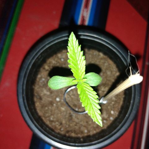Chizu growlog timeline photo