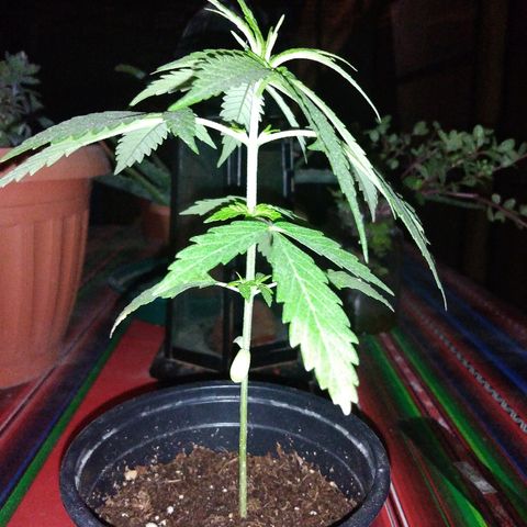 Top growlog timeline photo