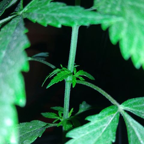 Top growlog timeline photo