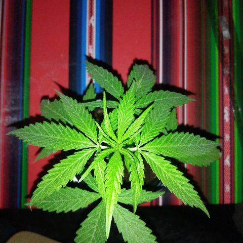 Top growlog timeline photo