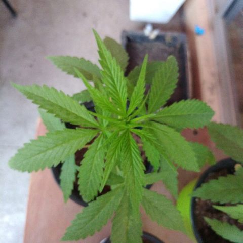 Top growlog timeline photo