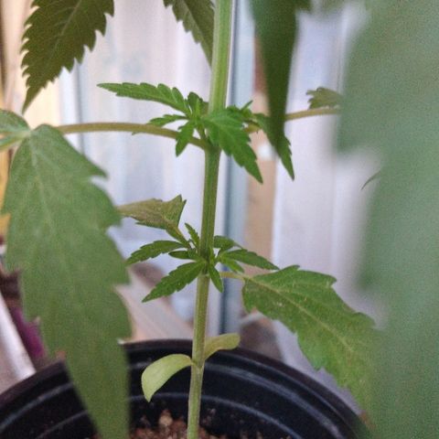 Top growlog timeline photo