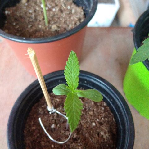 Chizu growlog timeline photo