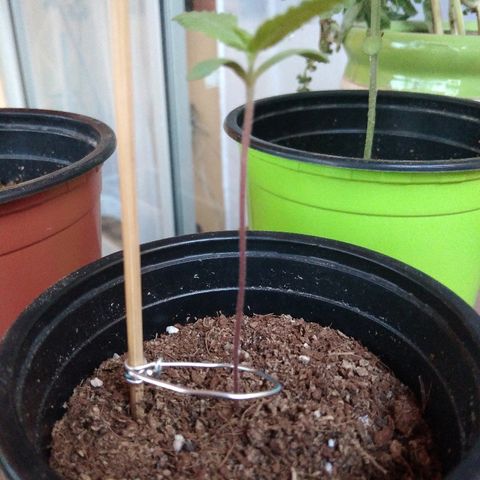 Chizu growlog timeline photo