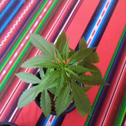 Top growlog timeline photo