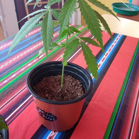Top growlog timeline photo