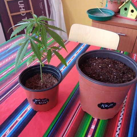 Top growlog timeline photo