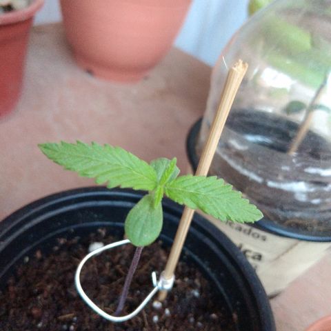 Chizu growlog timeline photo