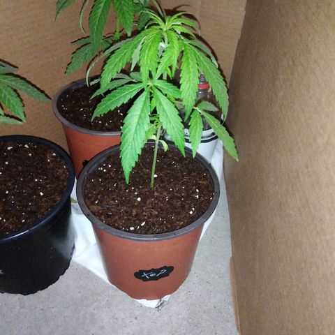 Top growlog timeline photo