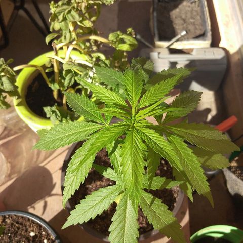 Top growlog timeline photo