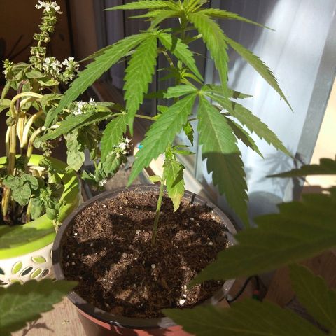 Top growlog timeline photo