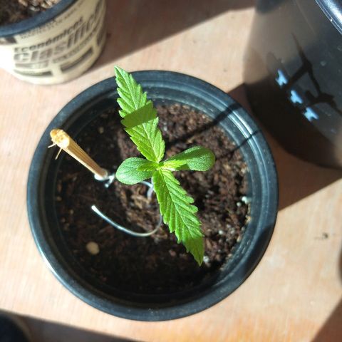 Chizu growlog timeline photo
