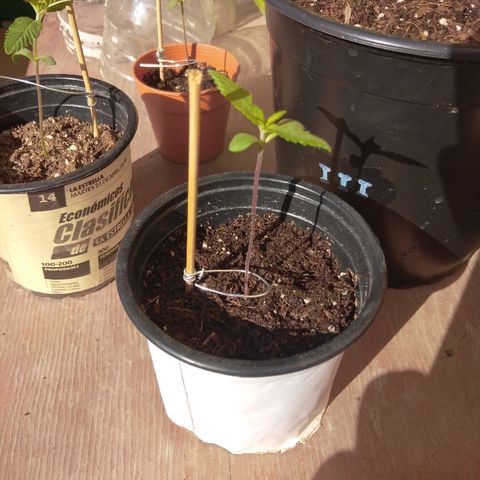 Chizu growlog timeline photo
