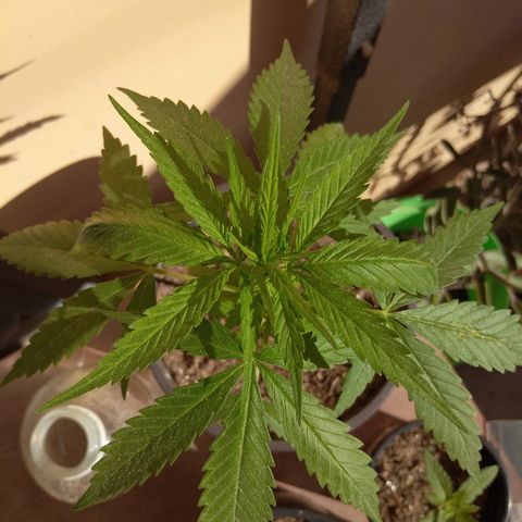 Top growlog timeline photo