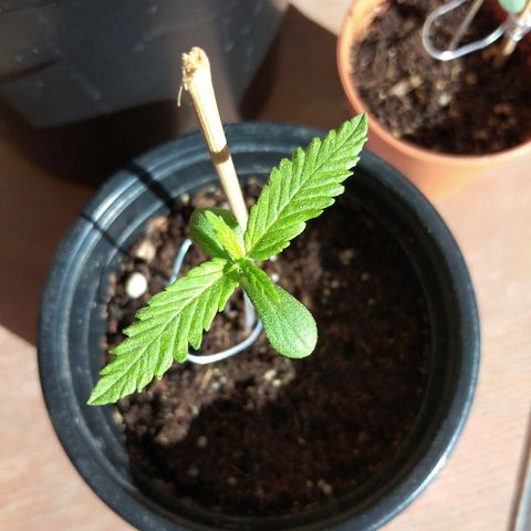 Chizu growlog timeline photo