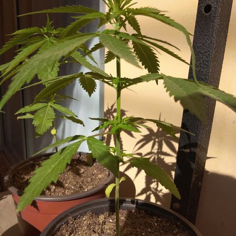 Top growlog timeline photo
