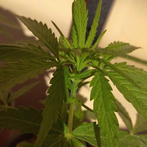 Top growlog timeline photo
